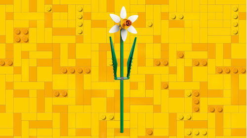 40747 Iconic Daffodils - 5